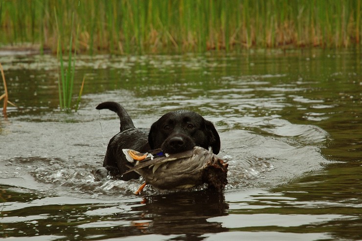 Storm duckDSC_1236.jpg